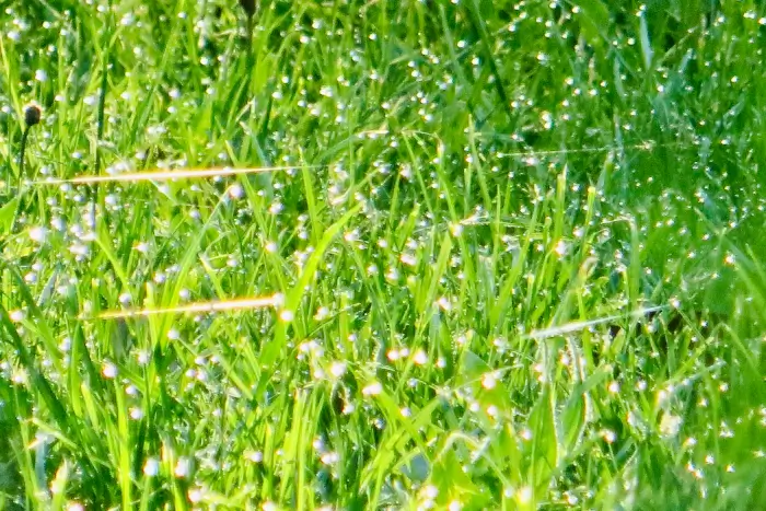 Glitzer Gras steht für Feedback-Kompetenzen stärken